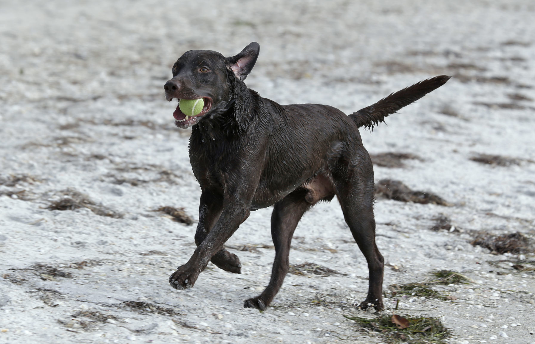 Chocolate Labrador Retriever